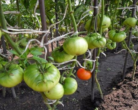 Opis odrody paradajok Fat Neighbor, jej vlastnosti a výnos