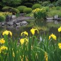 Description de l'iris des marais, plantation, culture et soins en plein champ