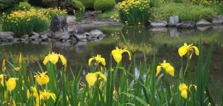 Description of marsh iris, planting, cultivation and care in the open field