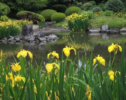 Descripció de l'iris de maresma, plantació, cultiu i cura en camp obert
