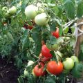 Characteristics and description of the Nastena tomato variety, its yield