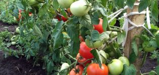 Caratteristiche e descrizione della varietà di pomodoro Nastena, la sua resa