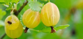 Descrizione della varietà di uva spina Yellow Russian, coltivazione e cura