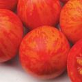 Opis odrody paradajok Grouse, jej vlastnosti a pestovanie