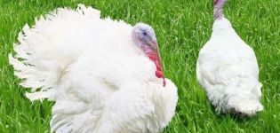 Description and characteristics of grade maker turkeys, breeding