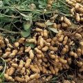 Erdnüsse im Garten und in einem Topf zu Hause pflanzen, anbauen und pflegen