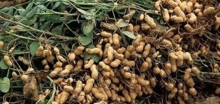 Výsadba, pestovanie a starostlivosť o arašidy v záhrade a v hrnci doma