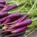 Užitočné vlastnosti, popis a vlastnosti pestovania fialovej mrkvy
