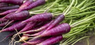 Purppura-porkkanoiden viljelyn hyödylliset ominaisuudet, kuvaus ja ominaisuudet