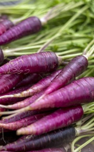 Violetinių morkų auginimo naudingos savybės, aprašymas ir ypatybės