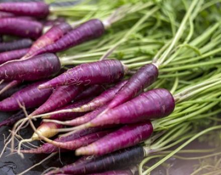 Nyttige egenskaber, beskrivelse og funktioner i voksende lilla gulerødder