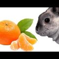 Är det möjligt och hur man ordentligt ger mandariner till kaniner, kontraindikationer och skada