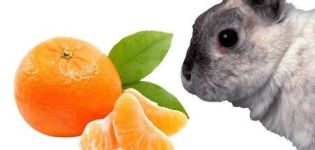 Je možné a jak správně dát mandarinky králíkům, kontraindikacím a poškození