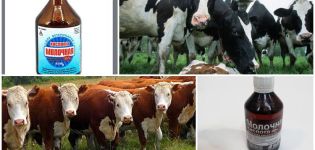 Sığırlarda laktik asit kullanımı, dozajı ve depolanması için talimatlar