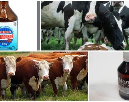 Sığırlar için laktik asit kullanımı, dozajı ve depolanması için talimatlar