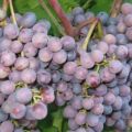 Ankstyvosios violetinės vynuogių veislės aprašymas ir savybės, auginimo istorija ir auginimo taisyklės