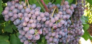 A korai lila szőlőfajta leírása és jellemzői, a történelem és a tenyésztési szabályok