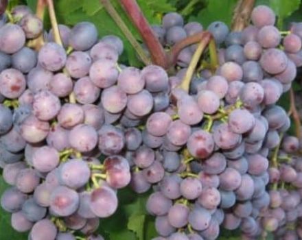 Agrīni purpursarkano vīnogu šķirnes apraksts un īpašības, audzēšanas vēsture un noteikumi