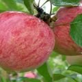 Omenapuiden lajikkeen ominaisuudet ja kuvaus Kaneli raidallinen, historia ja viljelyominaisuudet
