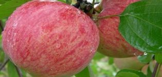 Charakteristiky a opis odrody jabloní Pruhované škorica, história a vlastnosti pestovania