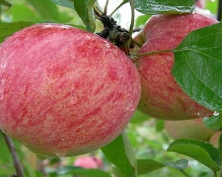 Đặc điểm và mô tả các giống cây táo Quế sọc, lịch sử và đặc điểm trồng trọt