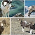 Opis planinskih ovaca Altai i detaljne informacije o vrstama, uzgoju