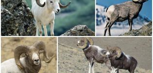 Description of Altai mountain sheep and detailed information about the species, breeding