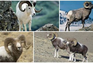 Descrizione della pecora di montagna Altai e informazioni dettagliate sulla specie, sull'allevamento