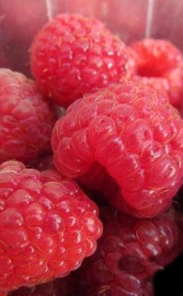 Description and characteristics of Arbat raspberries, cultivation technology
