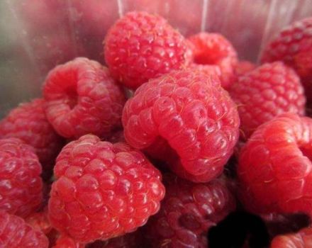 Paglalarawan at mga katangian ng Arbat raspberry, teknolohiya ng paglilinang