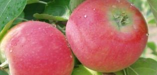 Descripción y características de la variedad de manzana Eva, sus ventajas y desventajas.