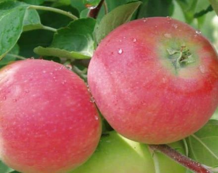 Περιγραφή και χαρακτηριστικά της ποικιλίας μήλου Eva, τα πλεονεκτήματα και τα μειονεκτήματά της