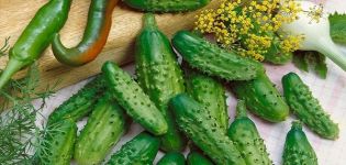 Beschrijving van de Quadrille-komkommervariëteit, kenmerken van teelt en verzorging