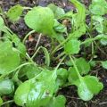 Growing arugula in the open field from seeds and seedlings, planting and caring for the country