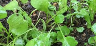 Å dyrke ruccola i det åpne feltet fra frø og frøplanter, plante og pleie i landet