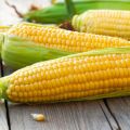 TOP 50 mejores variedades de maíz con descripciones y características
