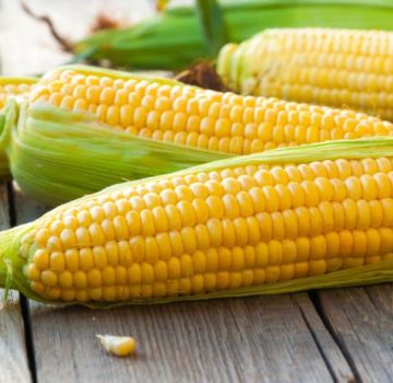 TOP 50 des meilleures variétés de maïs avec descriptions et caractéristiques