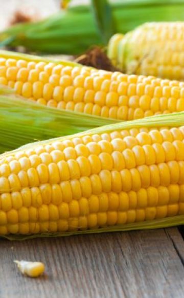 TOP 50 mejores variedades de maíz con descripciones y características