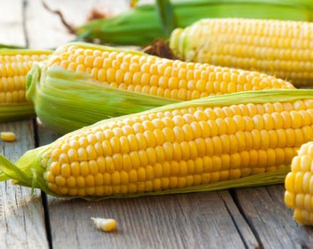 Labāko kukurūzas šķirņu TOP 50 ar aprakstiem un īpašībām