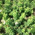 Descrierea soiurilor de spirea de mesteacăn, plantare și îngrijire în câmp deschis