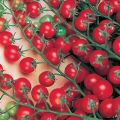 Eigenschaften und Beschreibung der Tomatensorte Krasnaya Grazd, deren Ertrag
