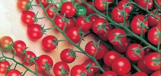 خصائص ووصف صنف الطماطم Krasnaya Grazd وعائده