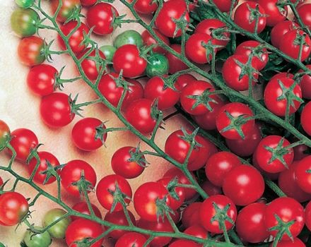 Egenskaber og beskrivelse af tomatsorten Krasnaya Grazd, dens udbytte