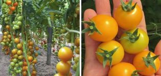 Mô tả về sự đa dạng của cà chua bi Kira và đặc điểm của chúng