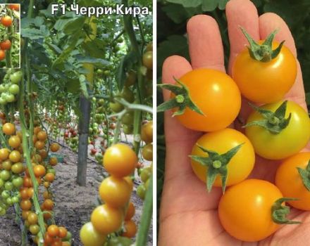 Kira-tomaattien lajikkeen Kira kuvaus ja niiden ominaisuudet