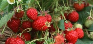 Beschreibung und Eigenschaften der Zenith-Erdbeersorte, Pflanzung und Pflege