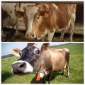 What to do if a cow has lost gum and how to treat it at home