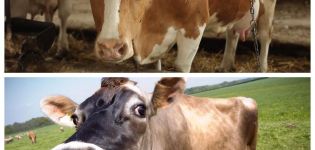 Cattle Disease Treatment, Veterinary Guide