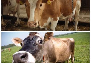 Hvad skal man gøre, hvis en ko har mistet tyggegummi, og hvordan man behandler det derhjemme