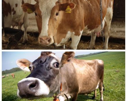 Ko darīt, ja govs ir zaudējusi smaganu, un kā to ārstēt mājās